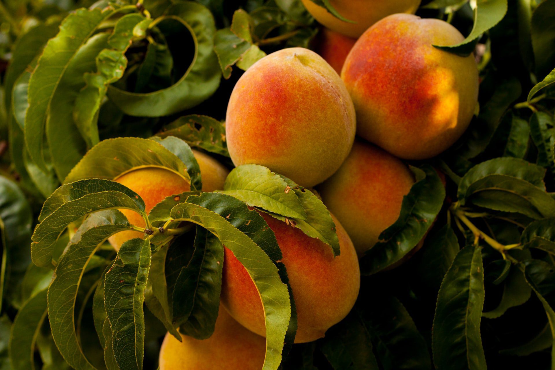 kelowna peaches at a u-pick orchard