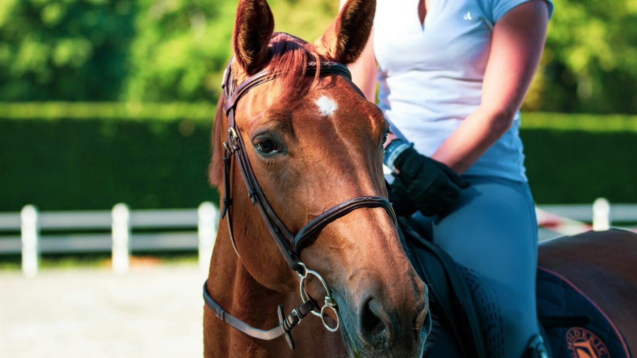 A picture of a person in riding gear sitting on a brown horse.